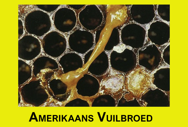 amerikaans_vuilbroed_2.jpg