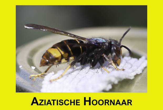 aziatische_hoornaar_2.jpg