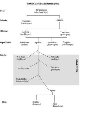klassificatie_bijen_1.jpg
